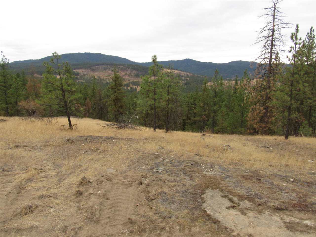 786-tbd Arden Butte Road Colville, WA 99114 - Photo 9 of 18 Gallery Image 9