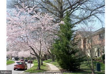 5907 Noblestown Road Springfield, VA 22152 - Photo 16 of 25 Cardinal Forest in the Spring