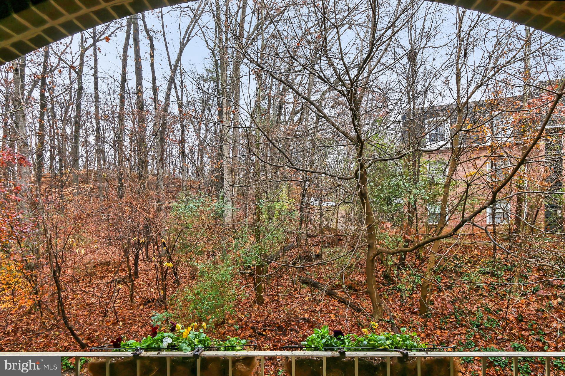 5907 Noblestown Road Springfield, VA 22152 - Photo 6 of 25 Great view of trees