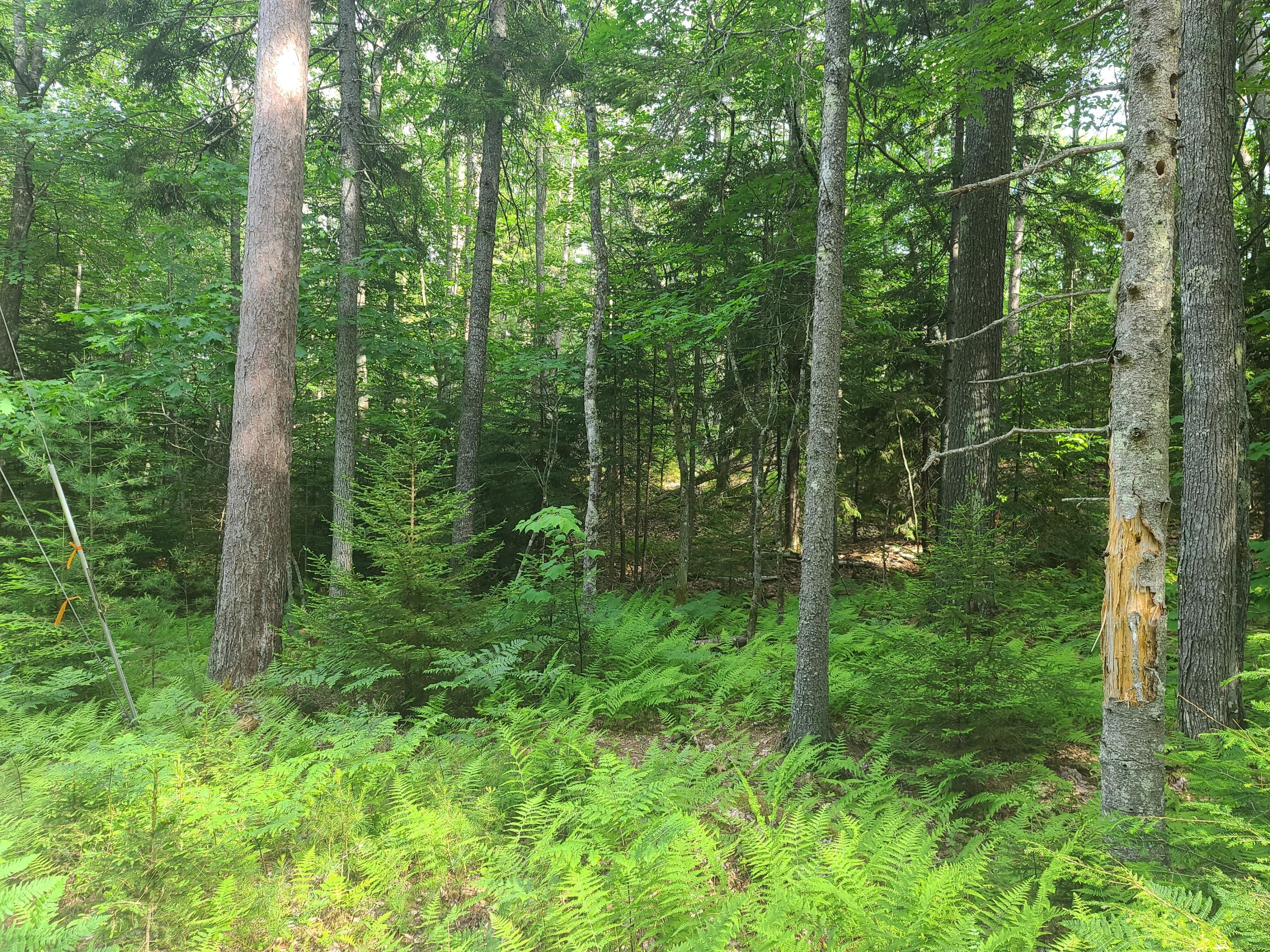 68 Indian Trail Road Newcastle, ME 04553 - Photo 5 of 5 20210619_165322