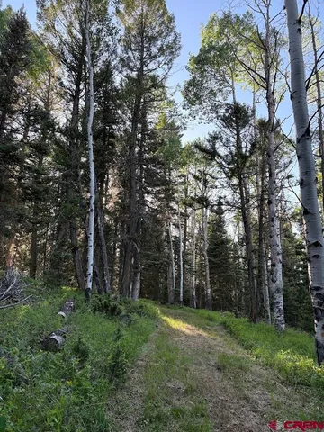 a view of a backyard with large trees