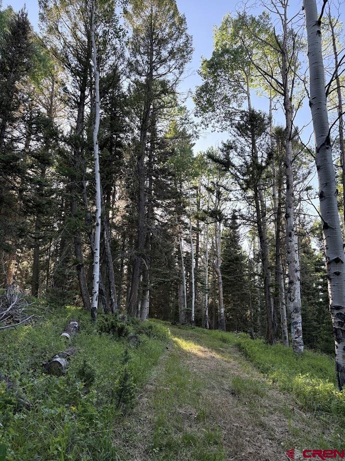 a view of a backyard with large trees