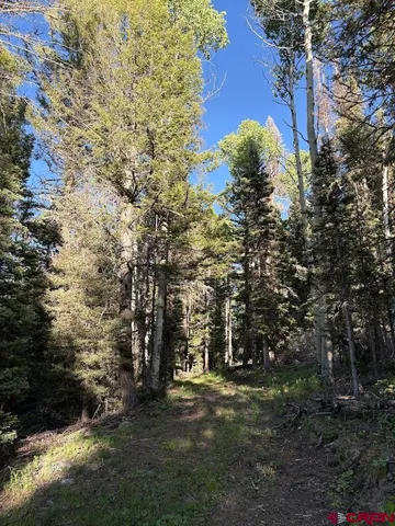 a view of a field with large trees
