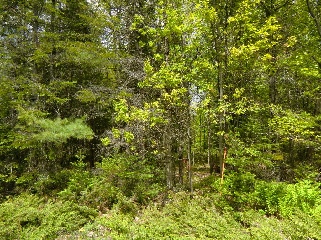 Lot 64 Mercer Road New Sharon, ME 04955 - Photo 3 of 7 Land