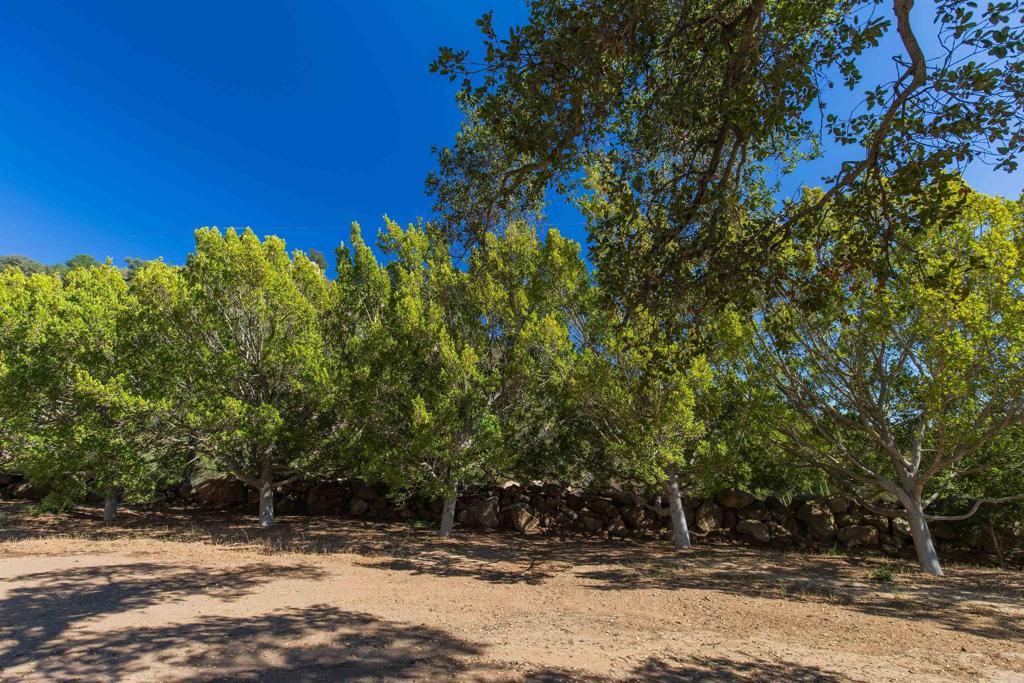 V/l Mahogany Ranch Road Ramona, CA 92065 - Photo 20 of 39 a view of a yard with a tree