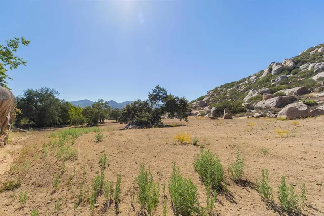 a view of a large tree in front of a house