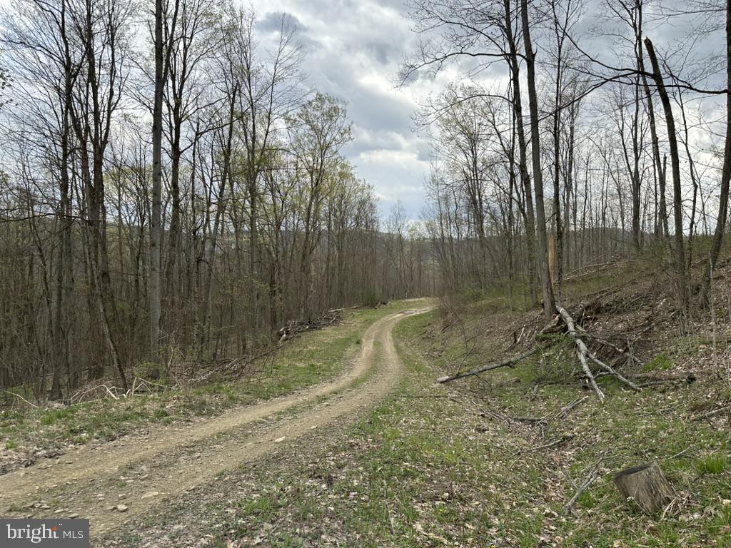 111 Rob Roy Road Bradford, PA 16701 - Photo 35 of 41 Winding path through tranquil woods.