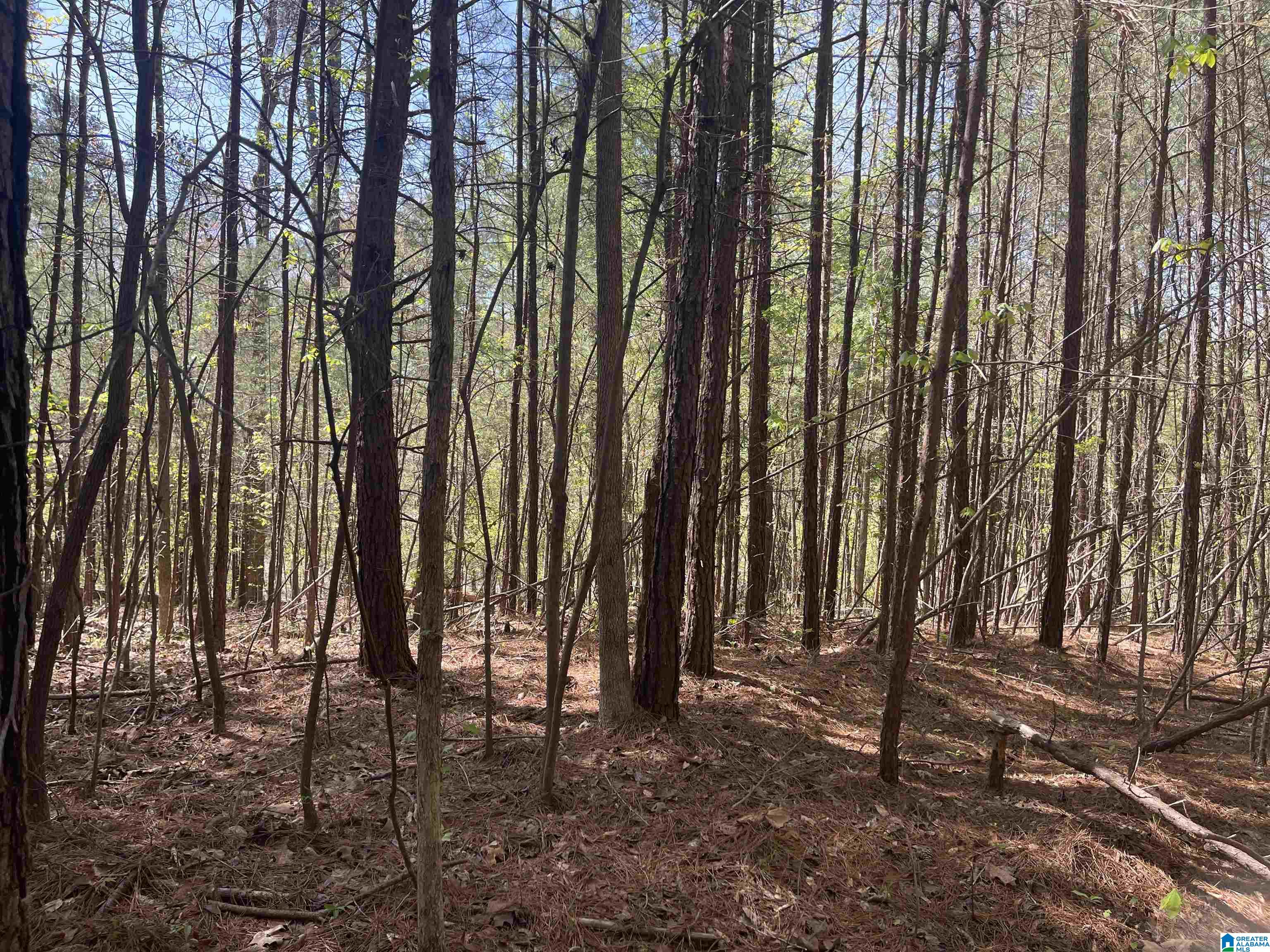 216 Highway Vance Al Vance, AL 35490 - Photo 2 of 8