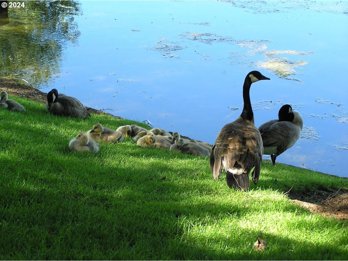 2051 Lake Isle Terrace Eugene, OR 97401 - Photo 33 of 36 a backyard of a house with lots of green space and lake view