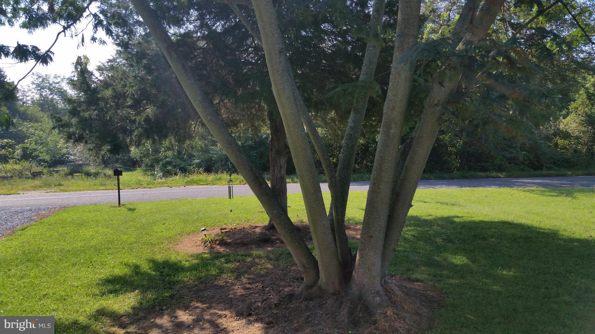 7476 Cedar Road Chestertown, MD 21620 - Photo 22 of 24 FRONT YARD VIEW TO STREET