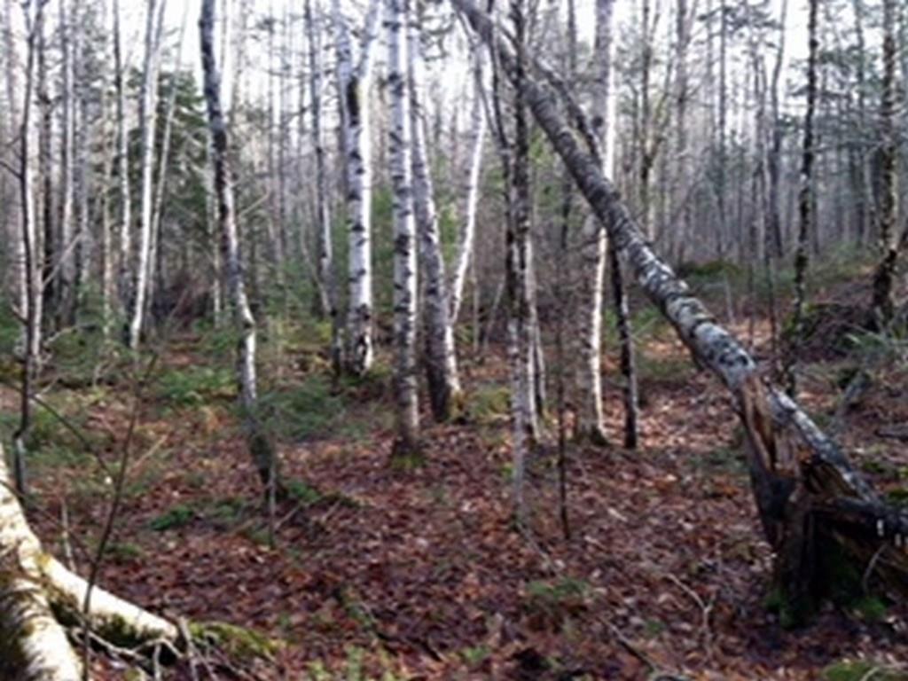 0 Hale Farm Road Lee, ME 04455 - Photo 5 of 7 Photo
