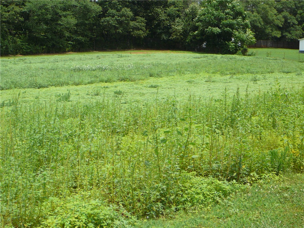 1430 Grady Hall Road Anderson, SC 29626 - Photo 6 of 14 A verdant, open lot awaits development, bordered by a dense line of mature trees.