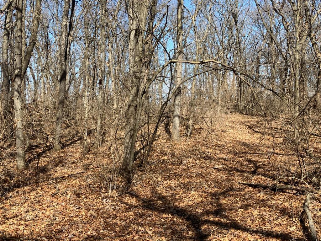 0 Carter Road Amboy, IL 61310 - Photo 11 of 31 a backyard of a house with lots of trees