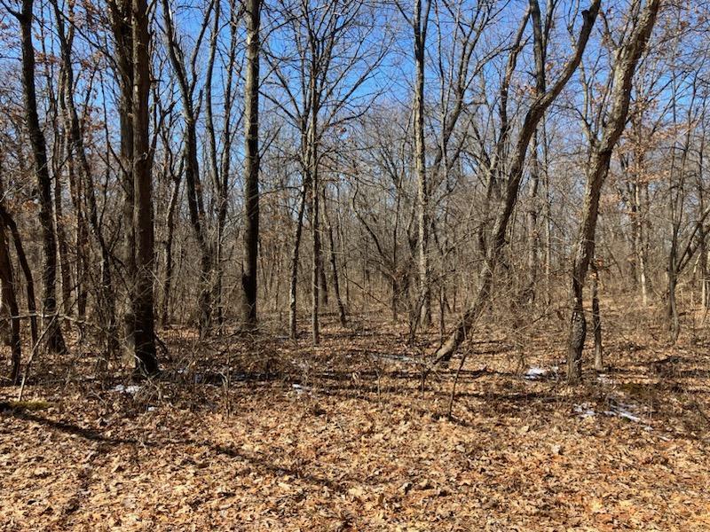 0 Carter Road Amboy, IL 61310 - Photo 6 of 31 a view of a yard with trees