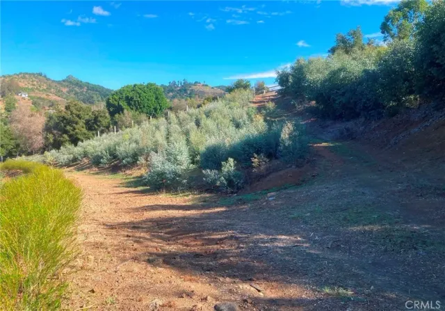 a view of a yard with a tree
