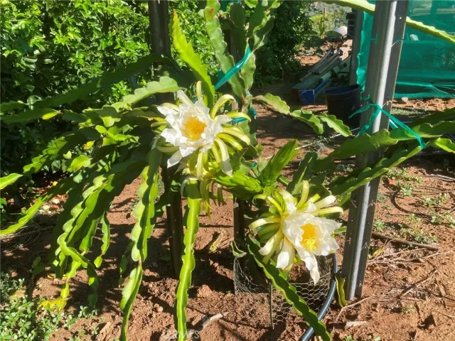 a backyard of a building