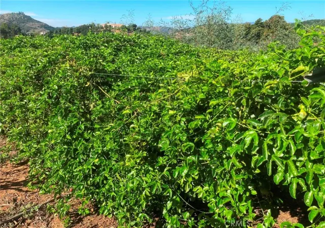 a view of a lush green forest
