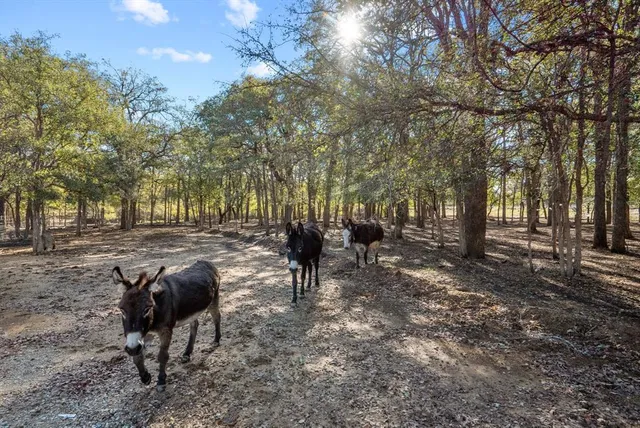 a view of backyard with table and chairs and potted plants