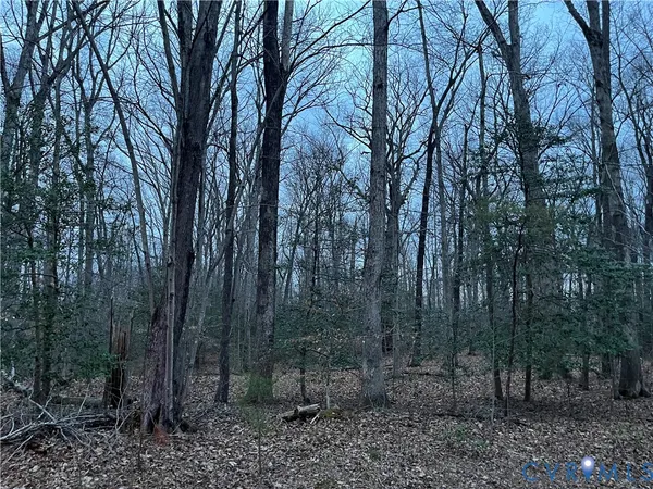 a view of a forest filled with trees