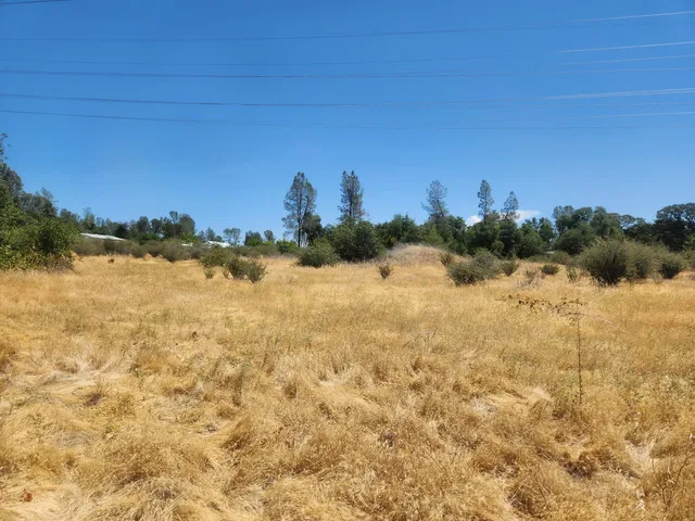 a view of a dry yard with trees