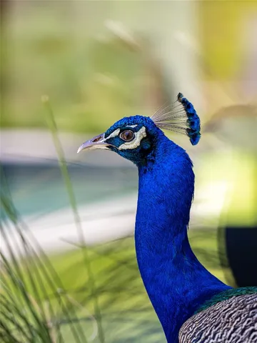 $11,000 | 805 West Live Oak Street, Austin, TX 78704