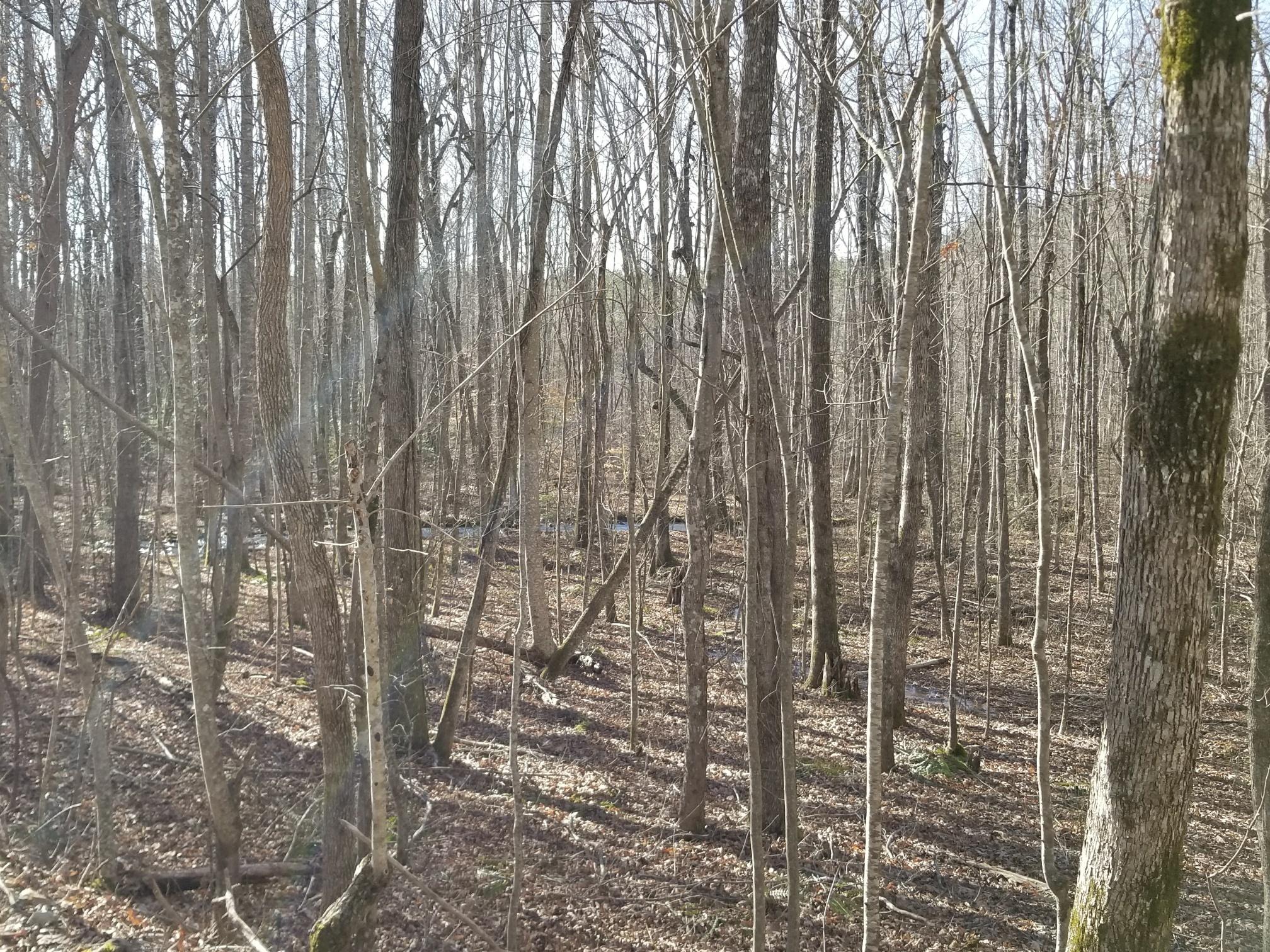 87.34 Palmer Firetower Road, Unit TRACT D Whitwell, TN 37397 - Photo 10 of 18 20180226_161541_resized