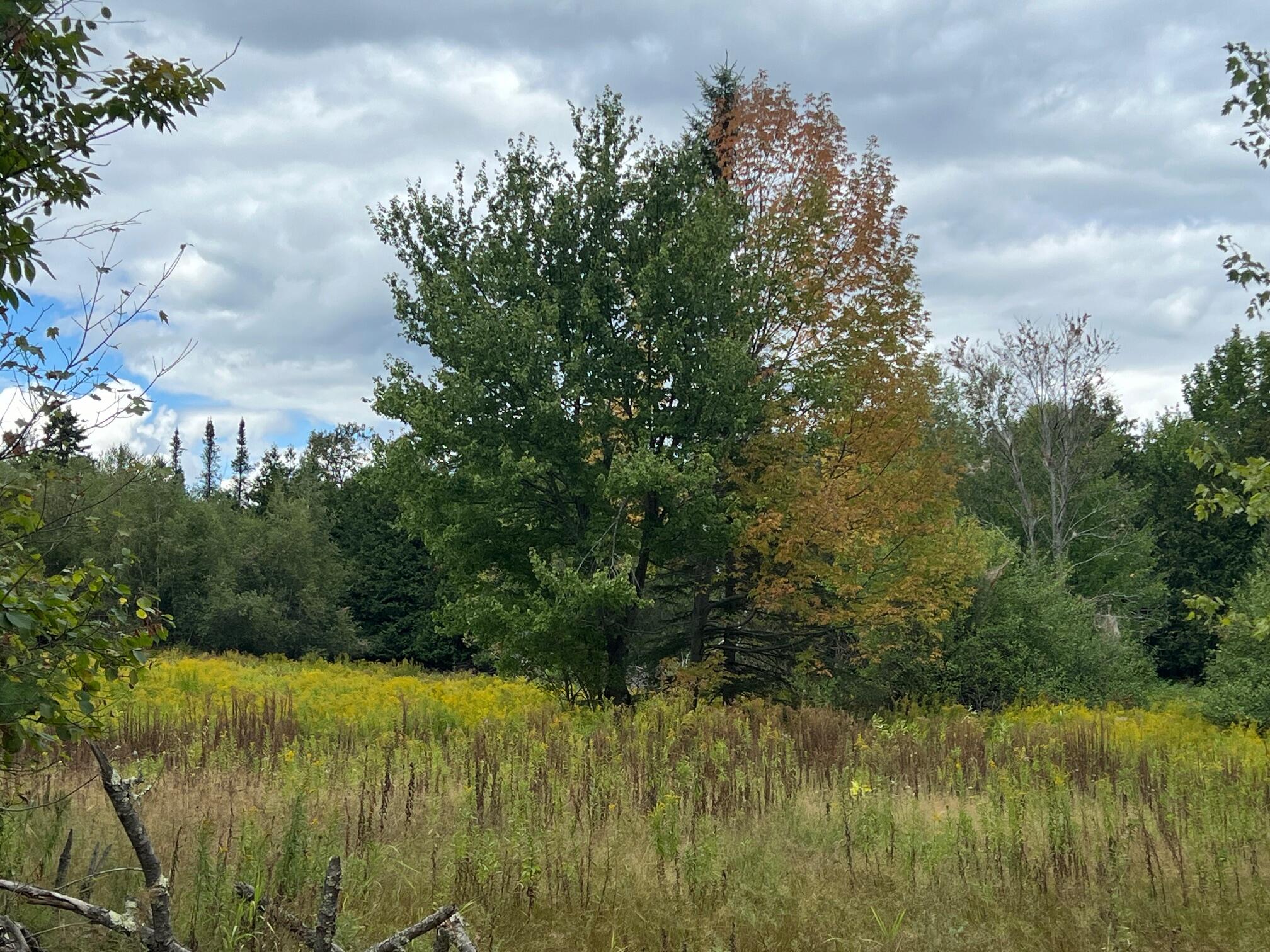 44 Cider Hill Road Corinna, ME 04928 - Photo 9 of 10 9