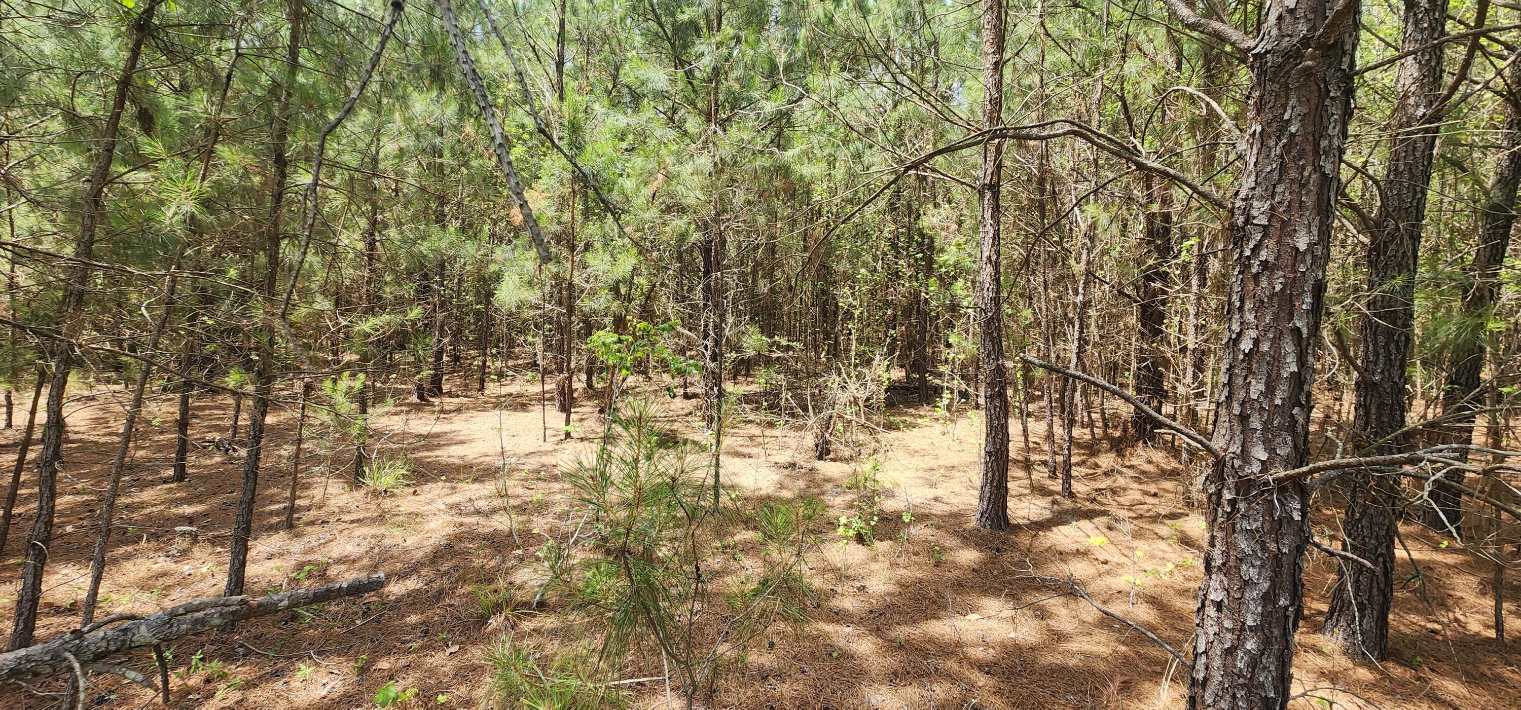 1 Lost Horn Road Reevesville, SC 29471 - Photo 7 of 11 20230516_140416