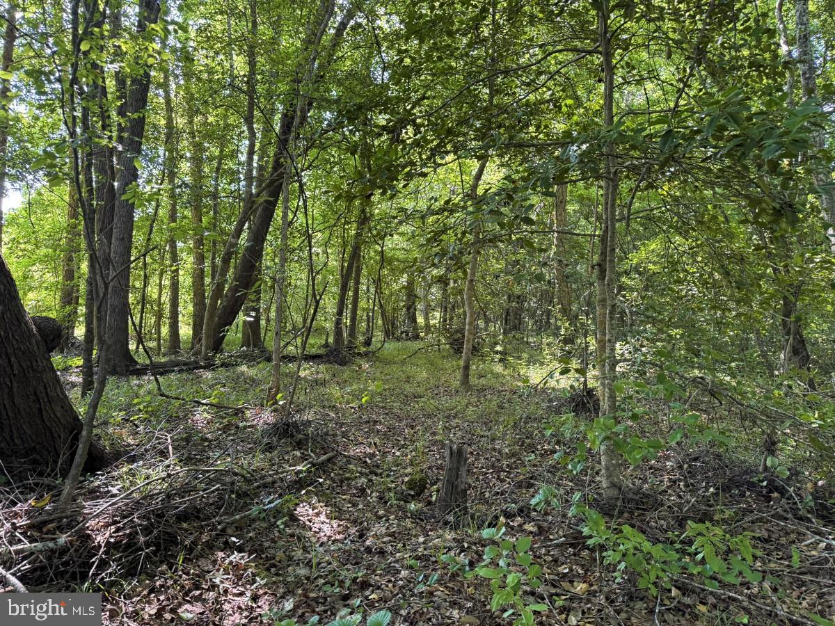 0 Benton Road Lawrenceville, VA 23868 - Photo 16 of 24 a view of outdoor space and green space