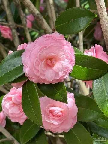 $275,000 | 533 Ditmar Street, Pensacola, FL 32503