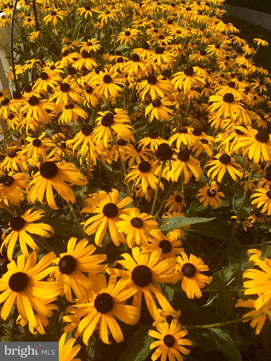 317 Overbrook Road Baltimore, MD 21212 - Photo 39 of 52 Rear Lawn Beautiful Blooms