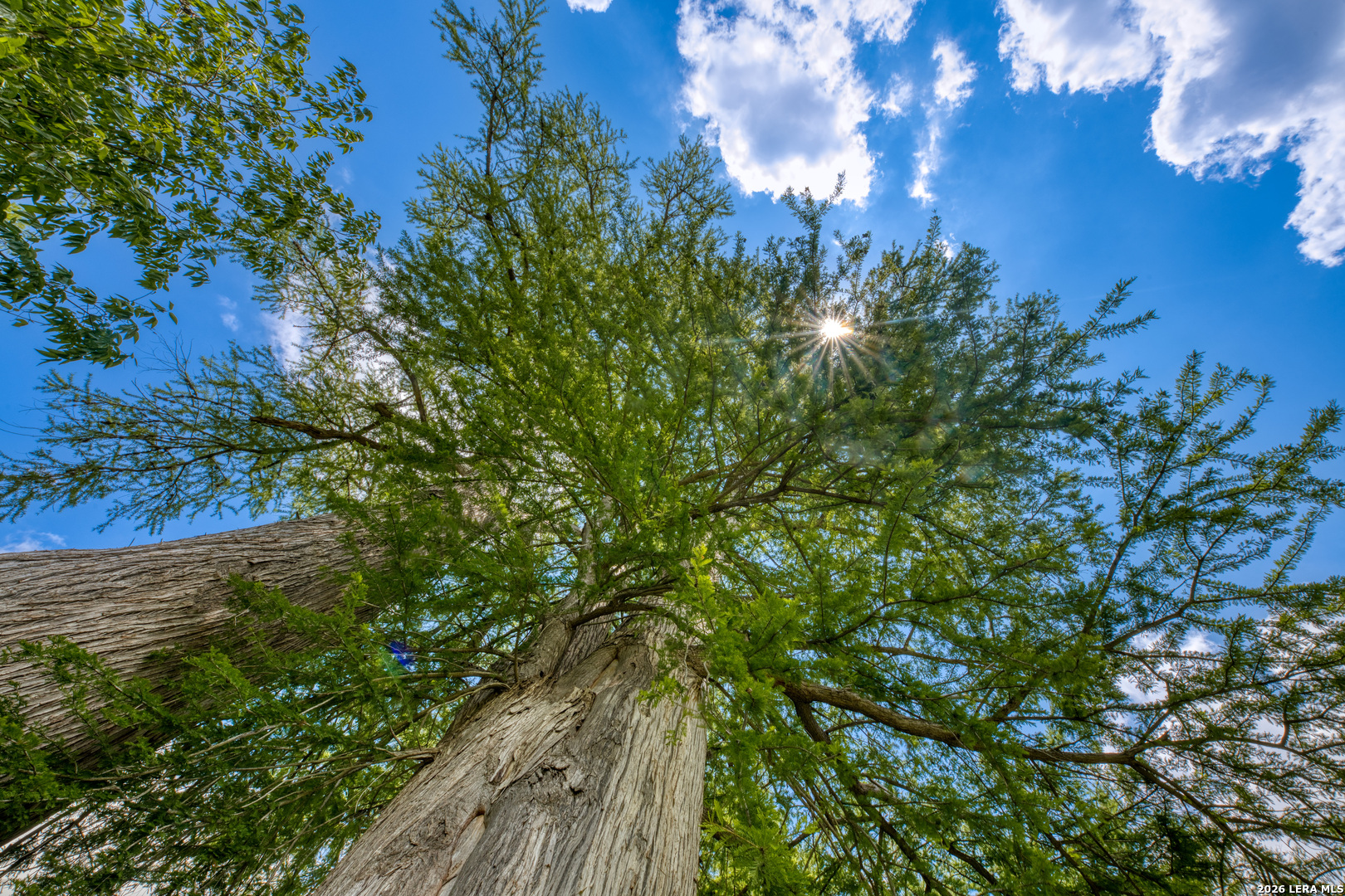 0 Rancho Del Rio Guadalupe Comfort, TX 78013 - Photo 12 of 33 a view of a tree in a yard