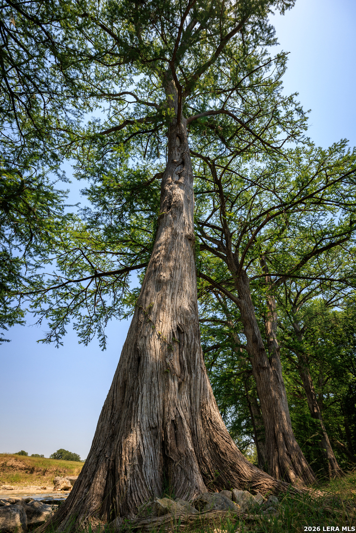 0 Rancho Del Rio Guadalupe Comfort, TX 78013 - Photo 4 of 33 a view of a tree in a yard