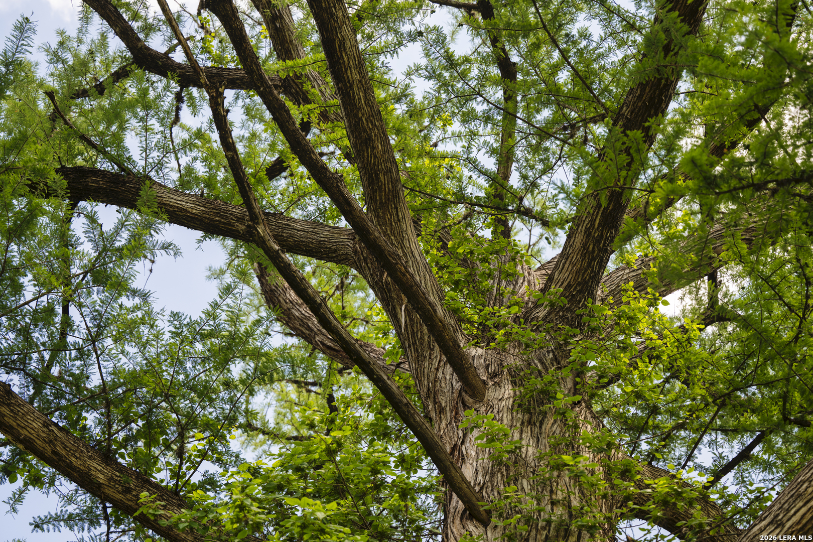0 Rancho Del Rio Guadalupe Comfort, TX 78013 - Photo 10 of 33 a view of tree