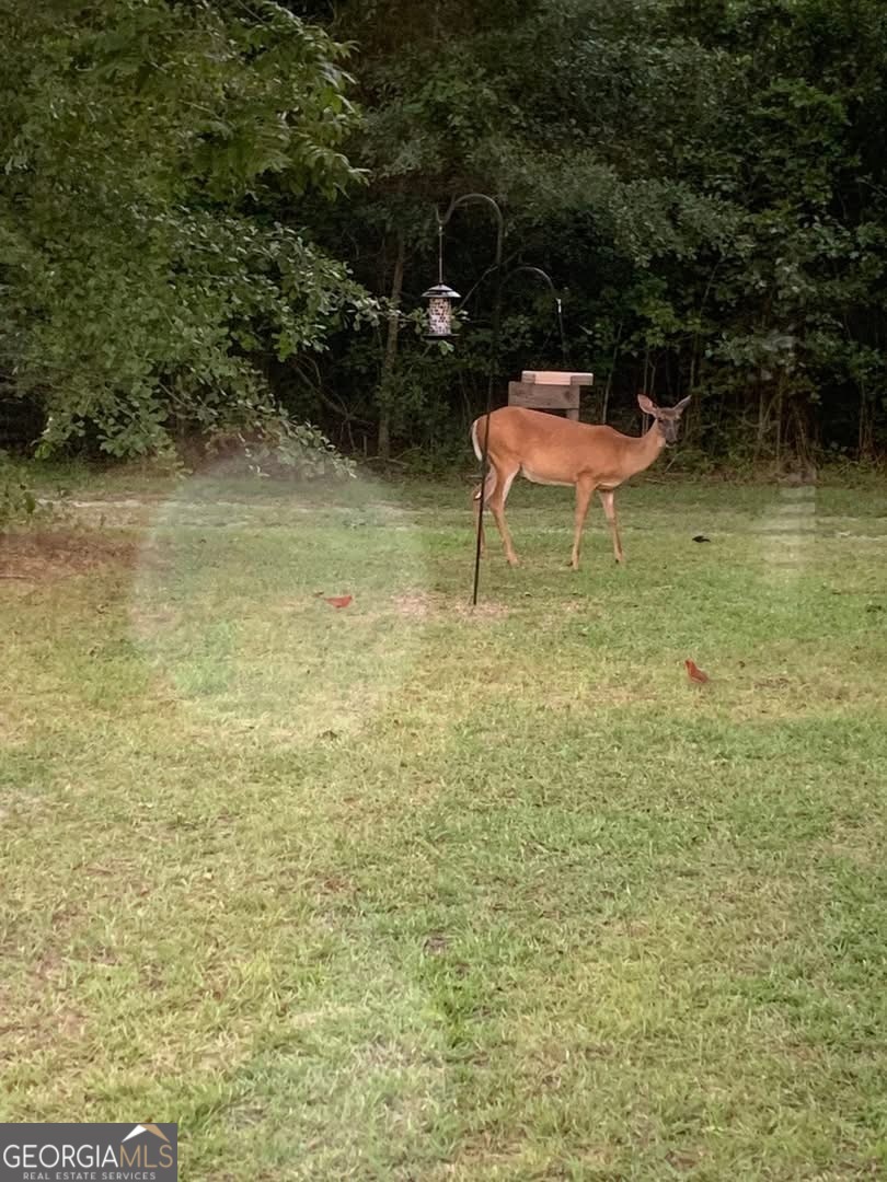 1066 Millen Hiltonia Road Sylvania, GA 30467 - Photo 20 of 24 a lawn chairs sitting in a backyard of a house