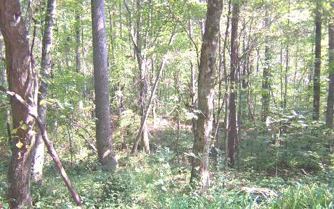 55 Holt Road Ellijay, GA 30536 - Photo 1 of 1 Main View