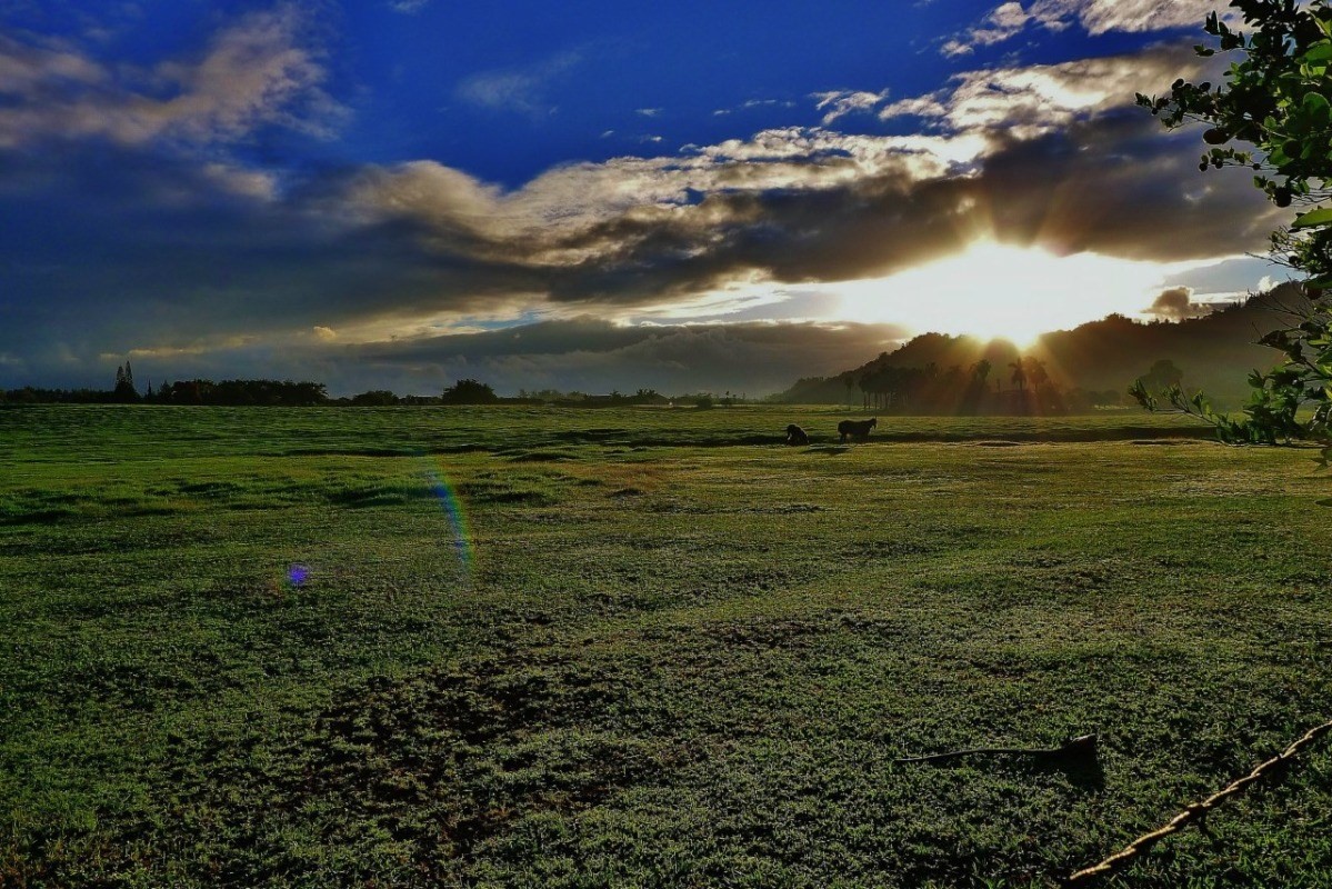 628 Puuopae Road Kapaa, HI 96746 - Photo 10 of 10 Gallery Image 10