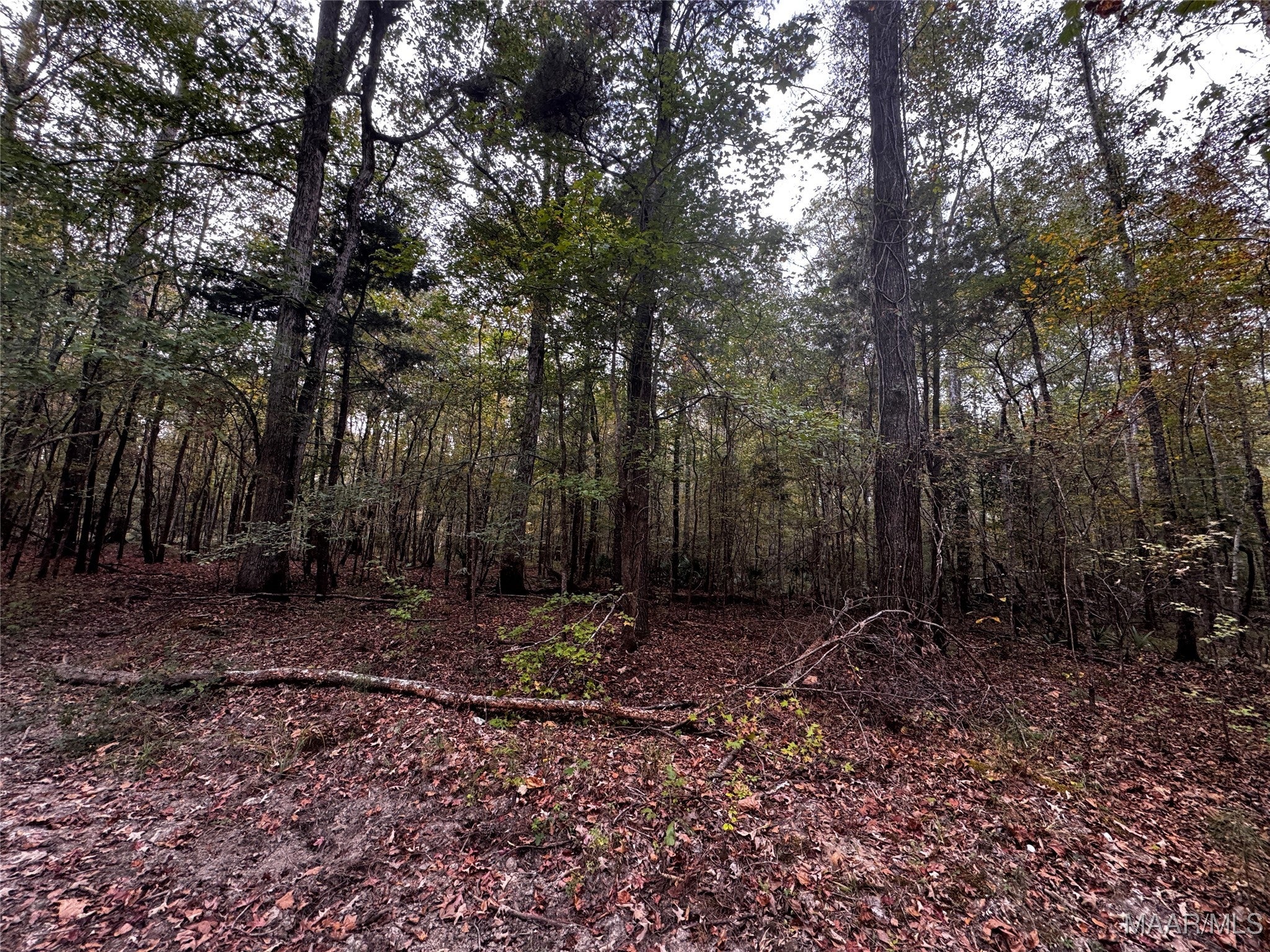 0 Coon Hop Road Hardaway, AL 36039 - Photo 20 of 67 Gallery Image 20