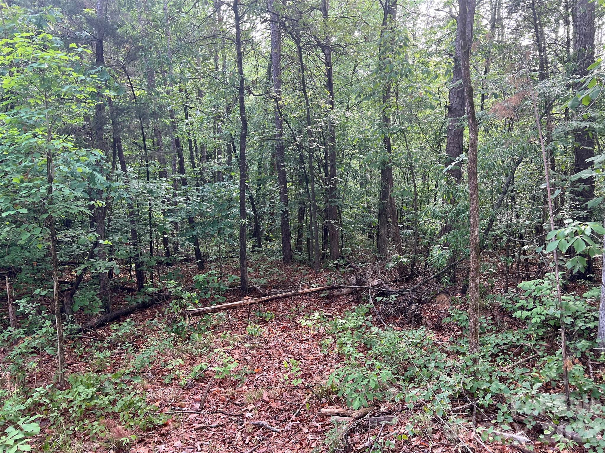 5620 Barrier Georgeville Road Mount Pleasant, NC 28124 - Photo 12 of 16 a view of a forest with trees