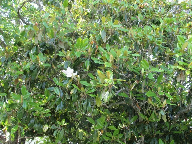 $549,900 | 1270 Salem Road, Brenham, TX 77833