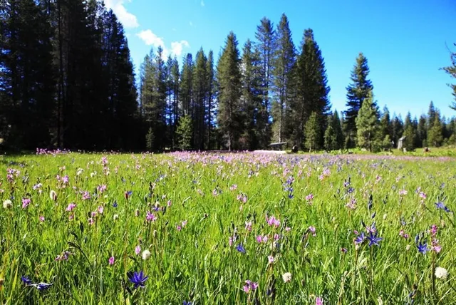 a view of a bunch of flowers