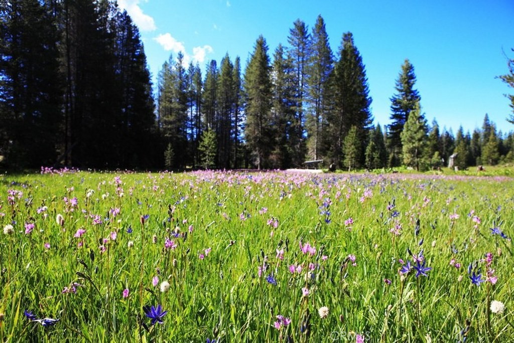 10-ac Beasore Road Bass Lake, CA 93604 - Photo 3 of 15 a view of a bunch of flowers