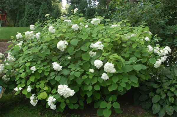 86 Arch Street Needham, MA 02492 - Photo 23 of 24 a view of flowers in bunch