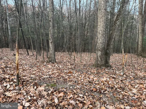a view of a yard with trees