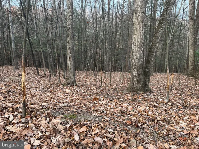 a view of a yard with trees