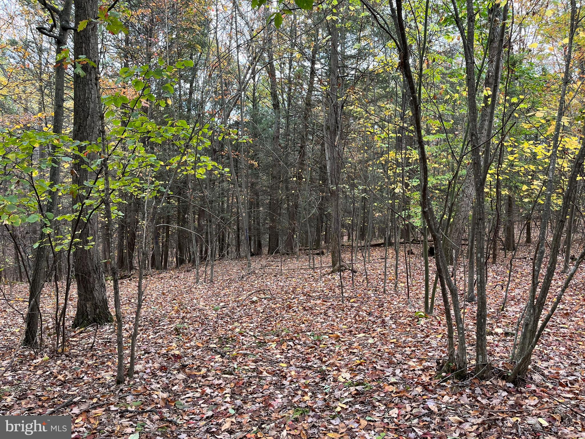 9766 Valley View Road Three Springs, PA 17264 - Photo 30 of 40 a view of a yard with trees