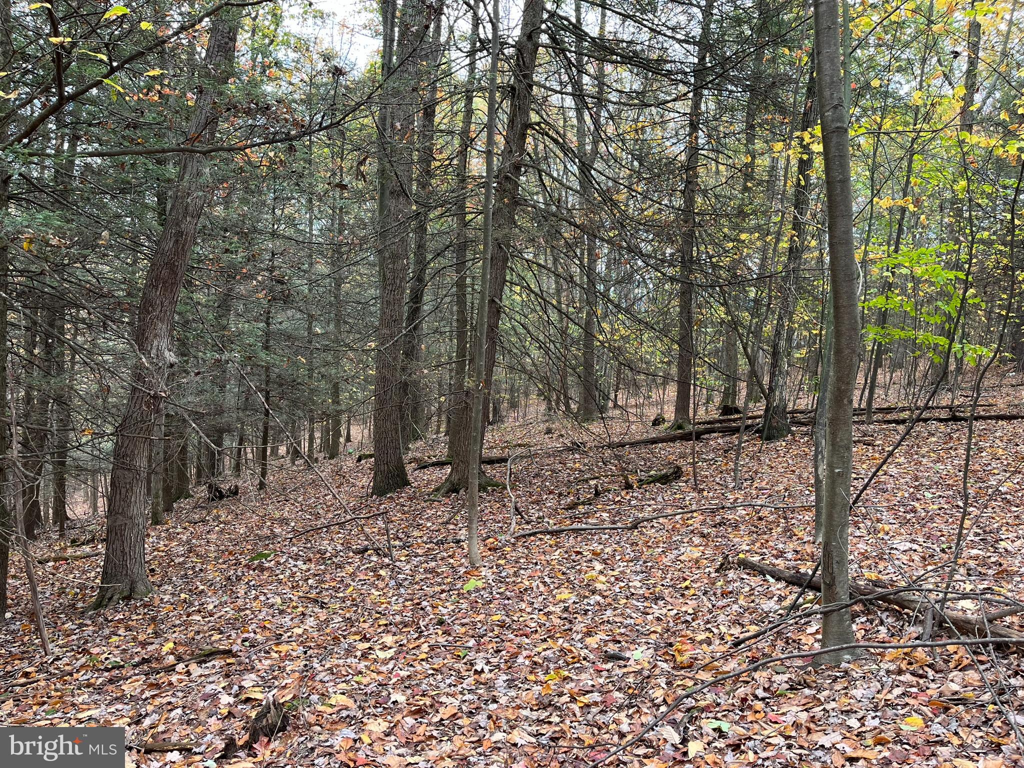 9766 Valley View Road Three Springs, PA 17264 - Photo 31 of 40 a view of a forest filled with trees
