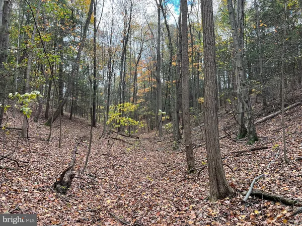 a view of a forest with trees