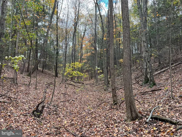 a view of a forest with trees