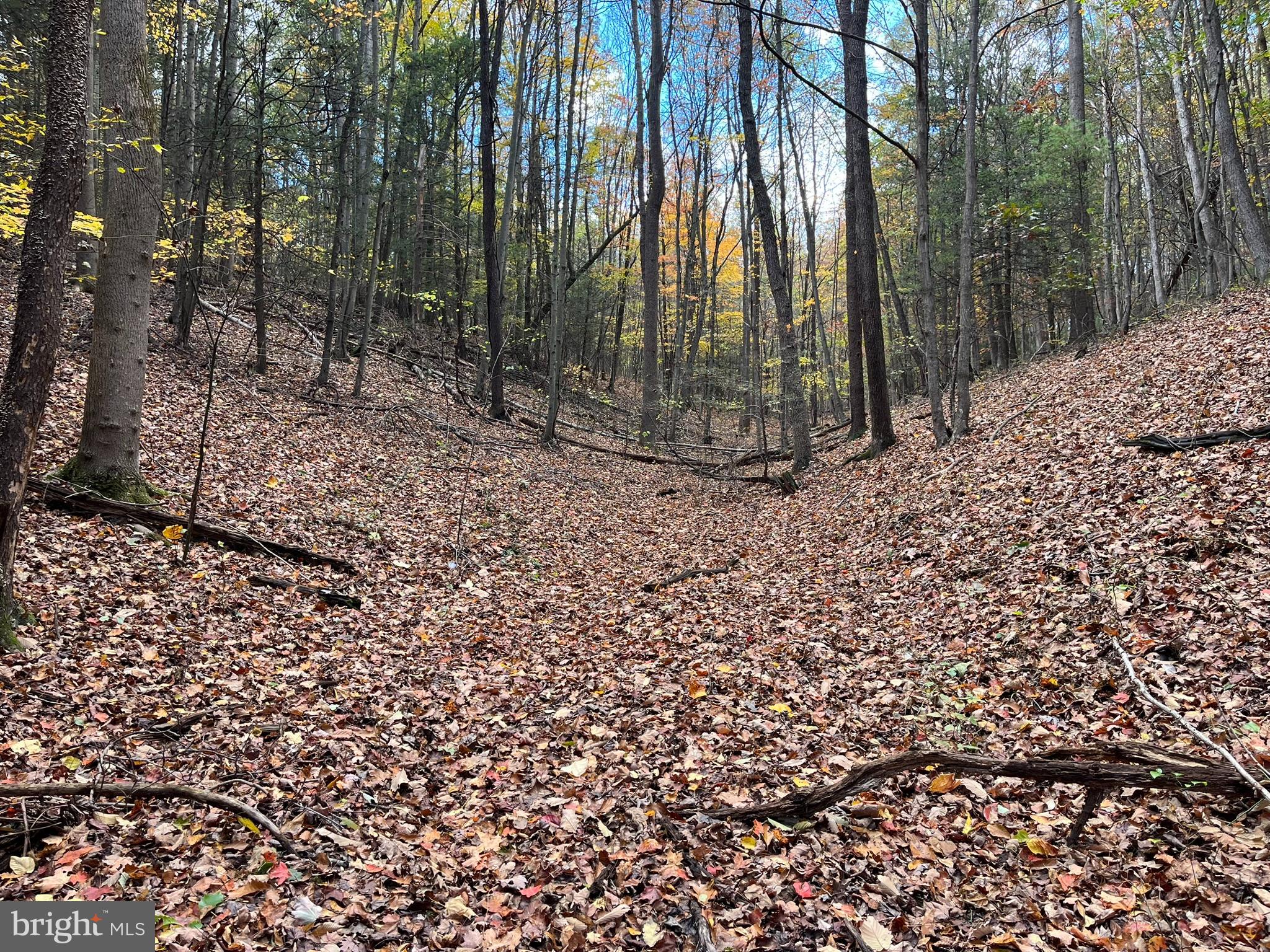 9766 Valley View Road Three Springs, PA 17264 - Photo 33 of 40 a view of a forest with trees